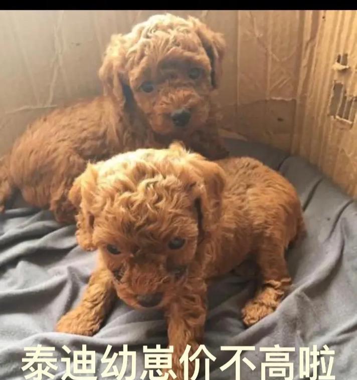 超大型犬温顺的表现有哪些？泰迪幼犬训练洗澡好吗多少钱？