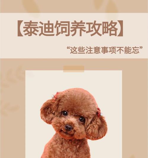 冬天给泰迪犬洗澡水温多少度合适？洗澡时的注意事项有哪些？