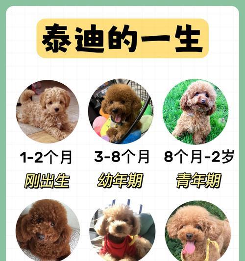 内乡泰迪犬出售价格是多少？如何联系卖家？