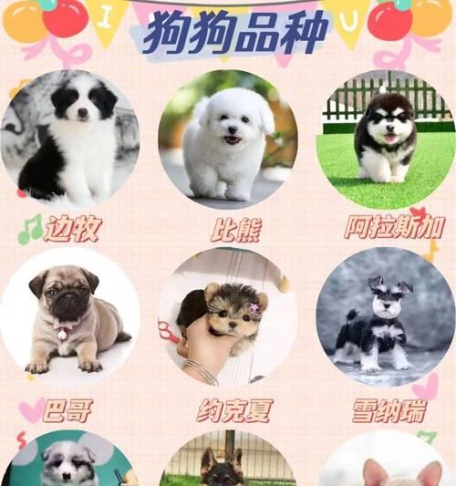 和县领养柴犬的费用是多少？