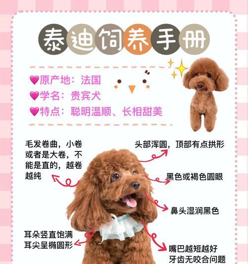 泰迪犬的平均寿命有多长？