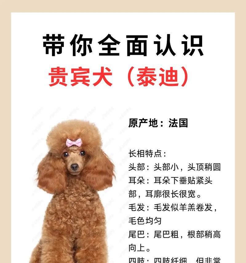 潢川地区泰迪犬的出售价格是多少？购买时应注意什么？