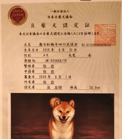 短嘴柴犬成年后的体重是多少？如何科学喂养？