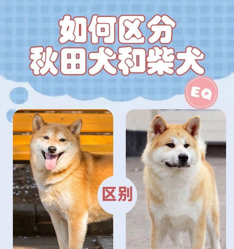 标准型柴犬的体重标准是什么？如何判断柴犬是否达标？