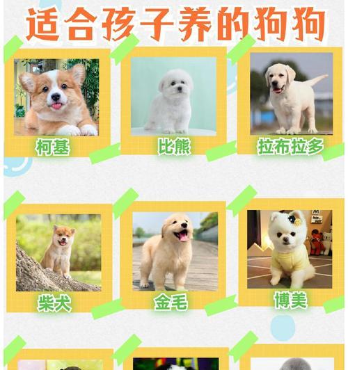 一只母柴犬的价格是多少？购买时应该考虑哪些因素？