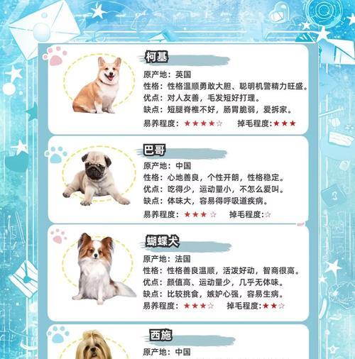 新人适合养哪些小型犬？