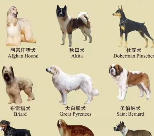 哪些大型犬现在禁止饲养？为什么会被限制？