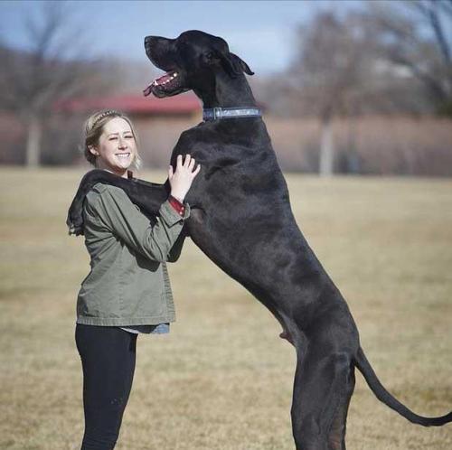 适合家养狗中大型犬有哪些？选择标准是什么？