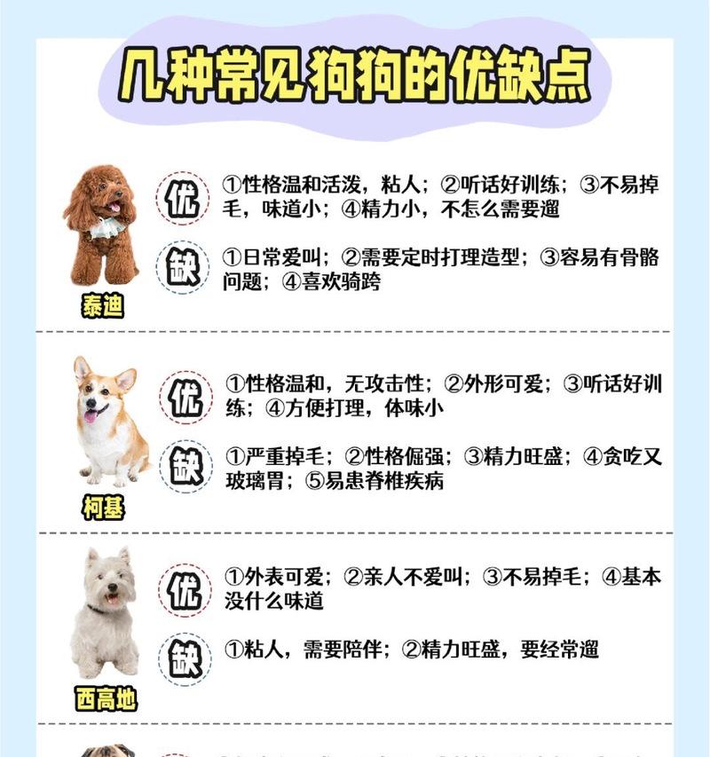 大理泰迪配种价格是多少？泰迪配种需要注意哪些事项？