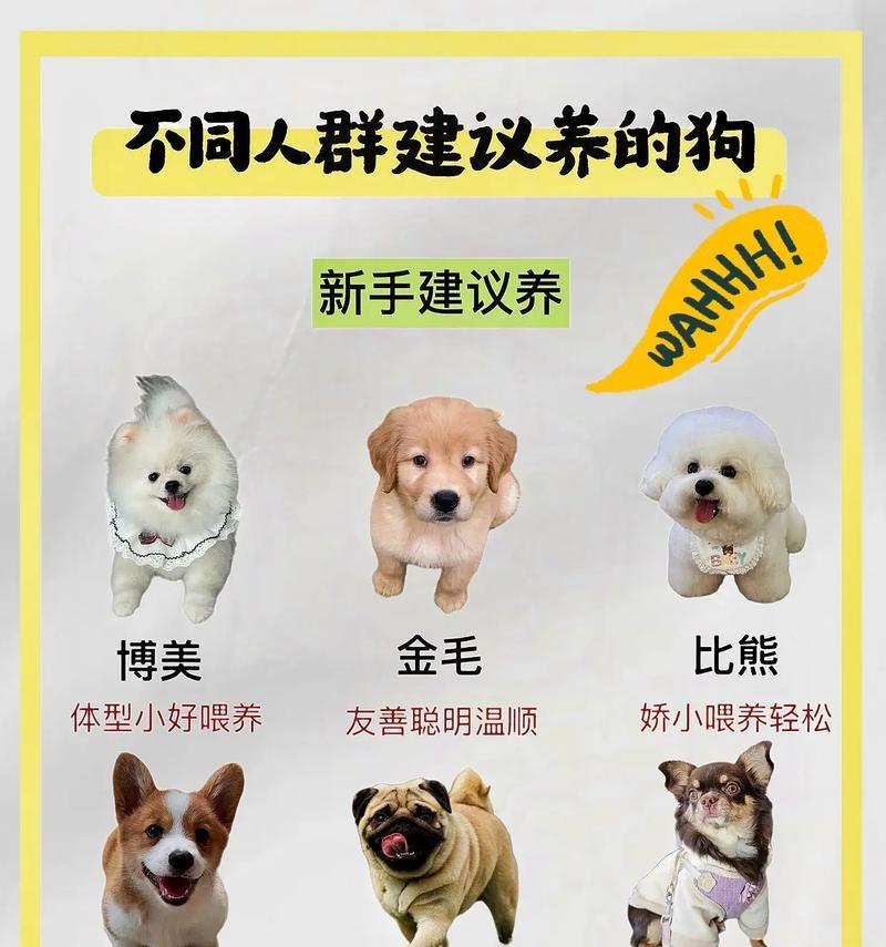 小型犬哪些不好养的？哪些品种需要更多关注和照顾？