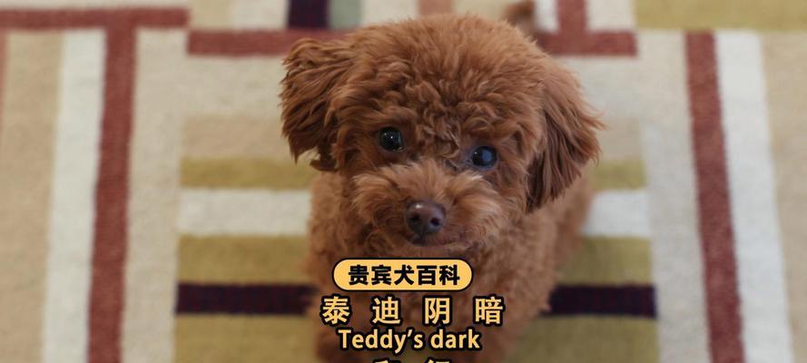 被救的泰迪犬能养吗？养一只被救的泰迪犬需要多少钱？