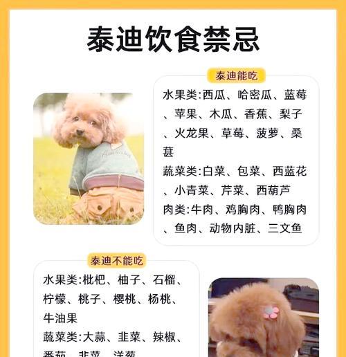 泰迪幼犬每天需要多少奶？如何正确喂养？