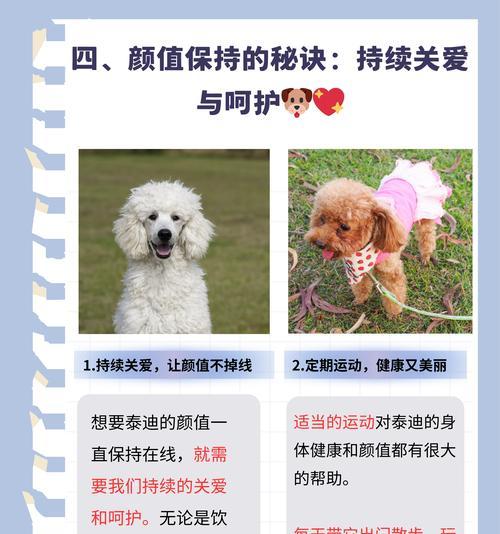 大犬泰迪幼犬价格是多少？购买时应注意哪些问题？