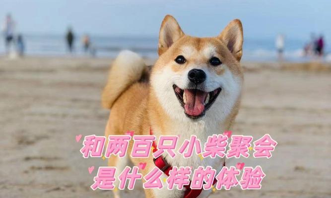 两百多元的柴犬值得购买吗？价格是否合理？