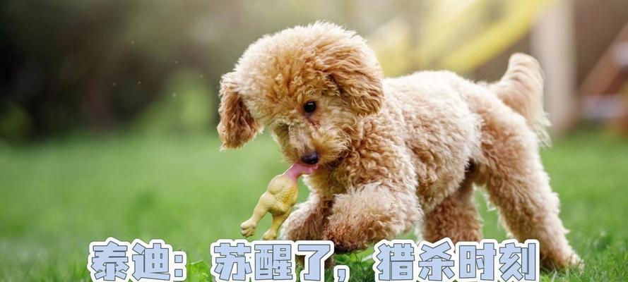 泰迪犬驱虫需要多少钱？驱虫对泰迪犬健康有何影响？