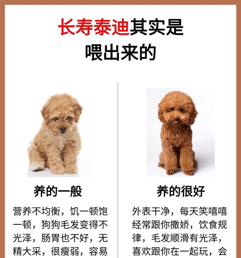 泰迪犬需要多久接种一次疫苗？疫苗费用大概是多少？