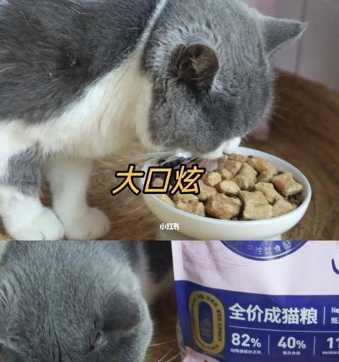 猫粮适合狗狗食用吗？妈妈该如何喂食？