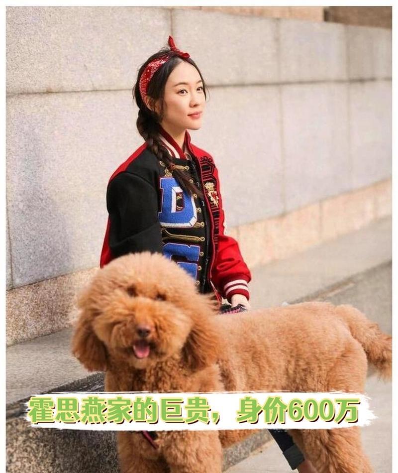 泰迪犬的平均价格是多少？