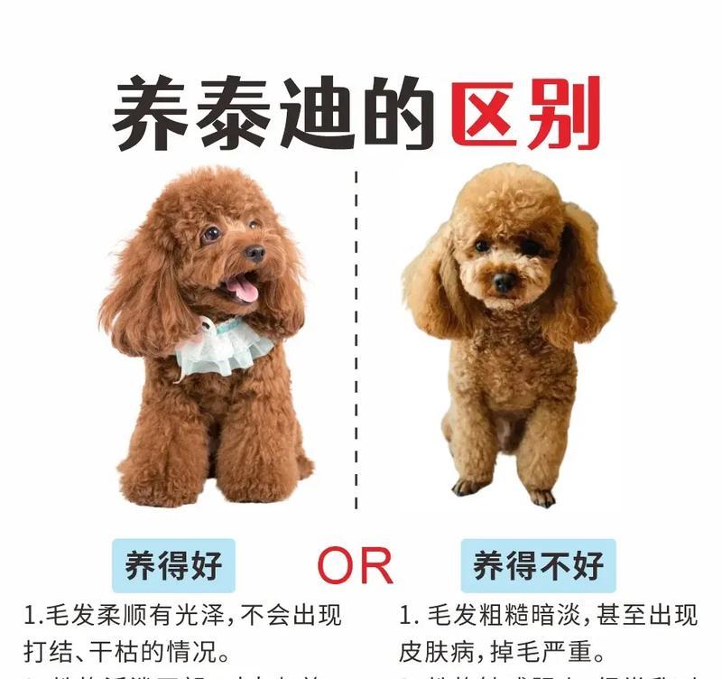 泰迪犬多久能和主人熟悉？如何加速泰迪的适应过程？