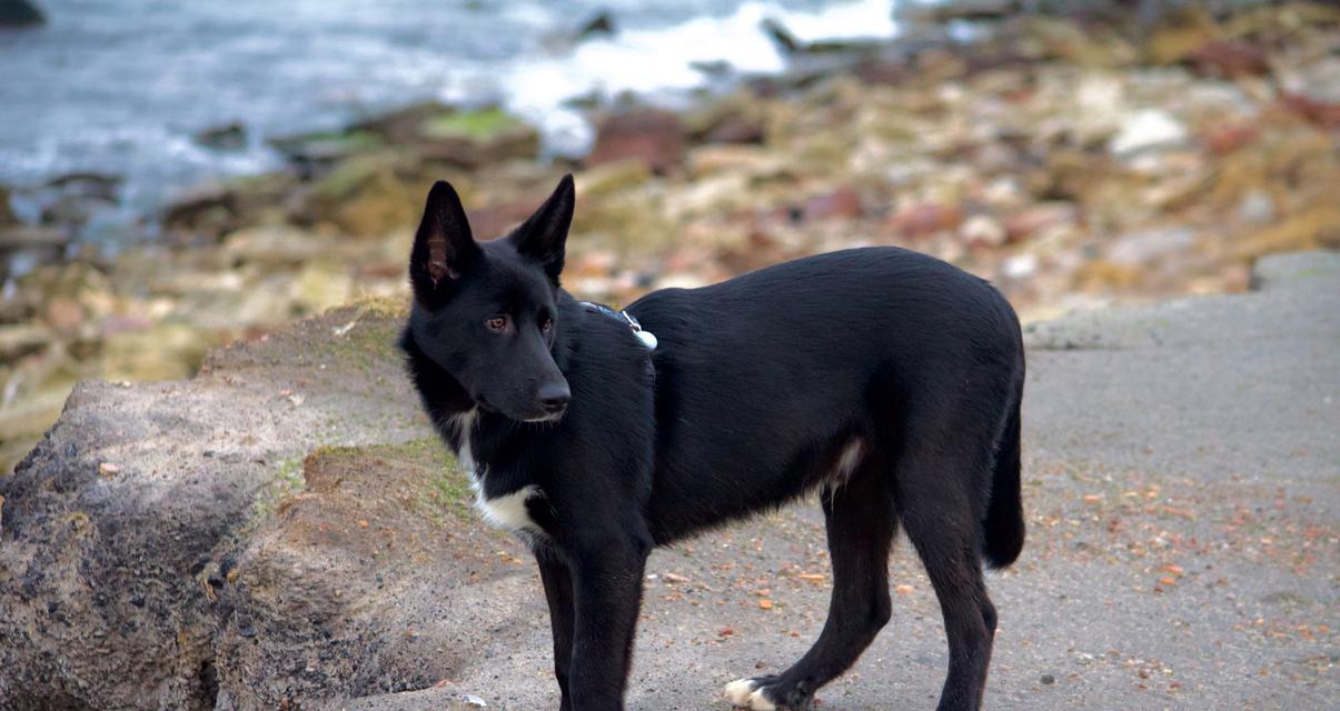 家养的霸气大型犬品种有哪些？它们的养护成本如何？