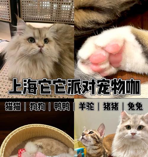 两个月的猫拉羊驼屎怎么回事？