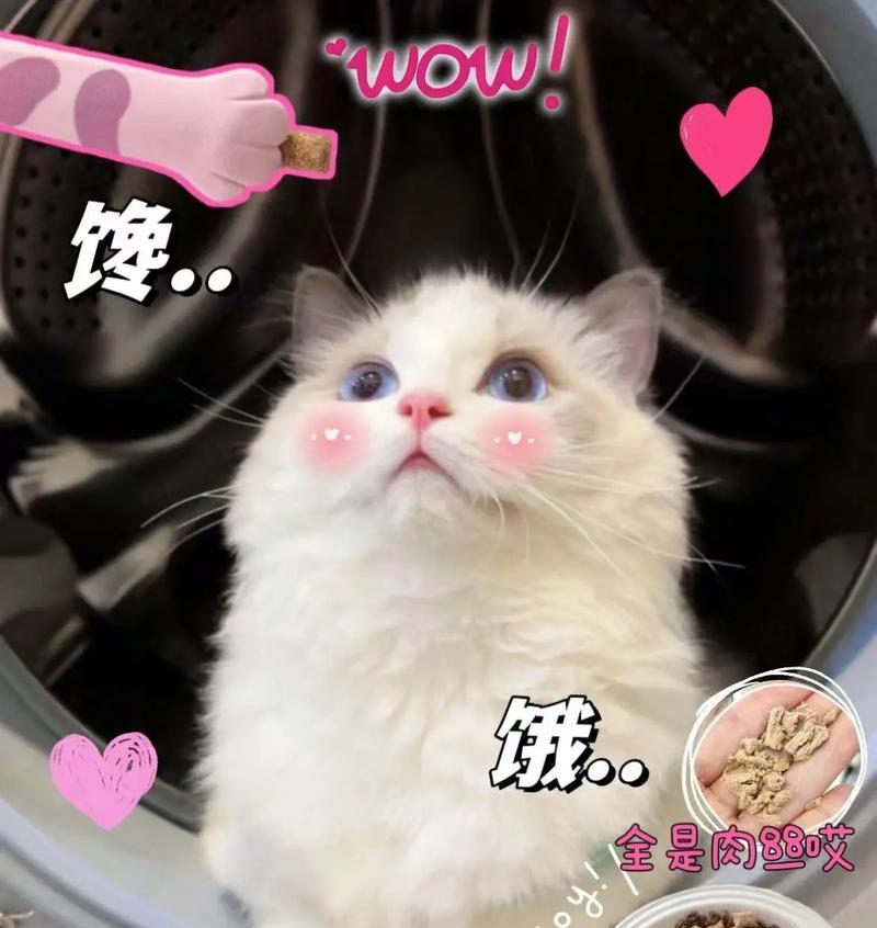 小奶猫不吃猫粮吃火腿肠可以吗？对健康有何影响？