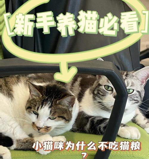 猫为什么只吃宠物粮呢？是否需要给猫添加其他食物？