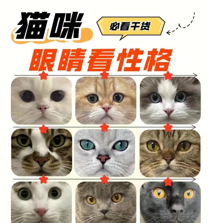 猫咪为何看不见猫粮？这是否与视力有关？